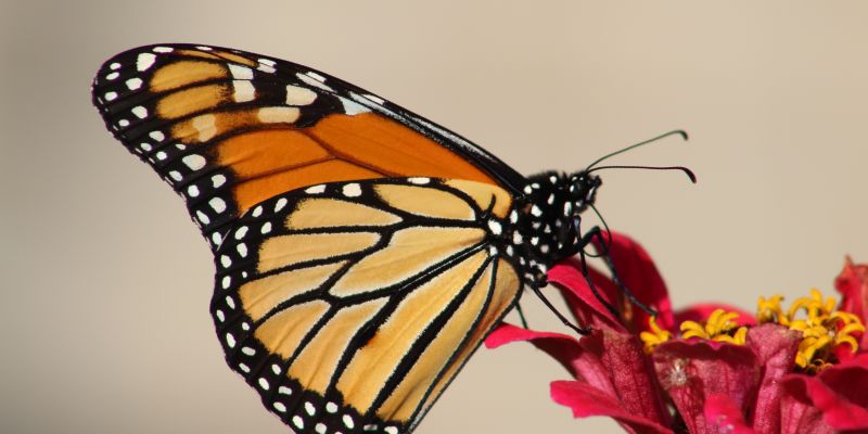 Stratford Butterfly Farm